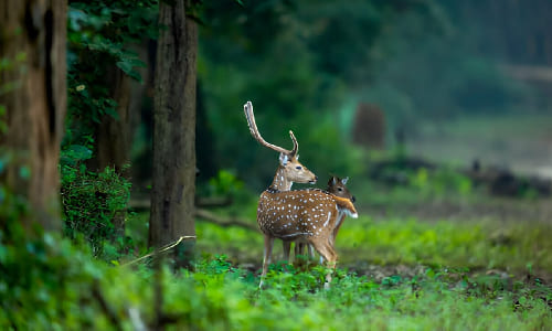 Day 1:  Jim Corbett