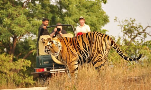 Day 5: Ranthambore Wildlife Safari