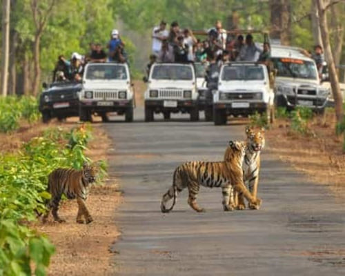 Day 1: Delhi to Ranthambore one day drive