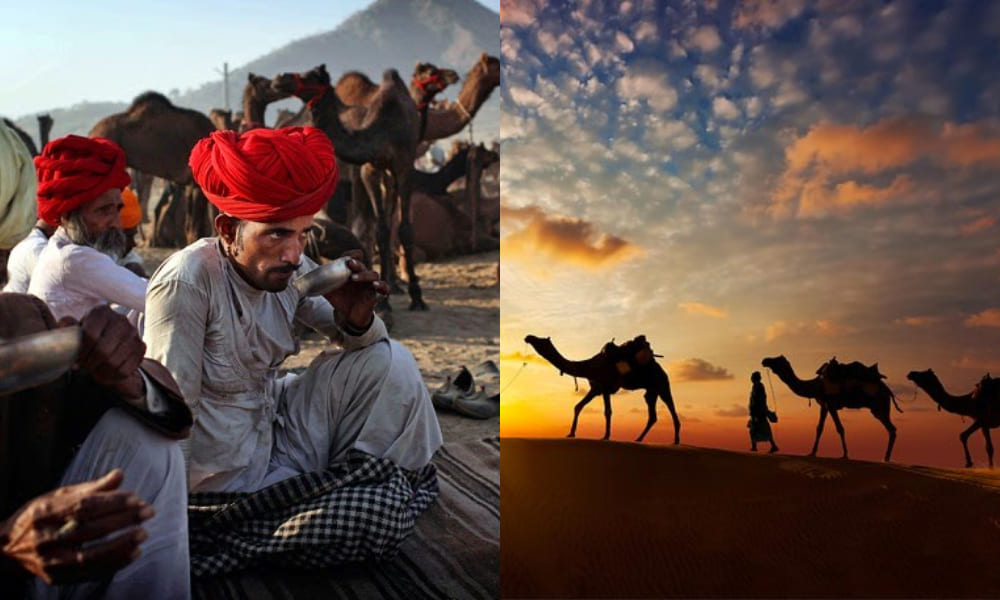 Pushkar Camel Fair Ground,Morning Camel Ride In Sunrise