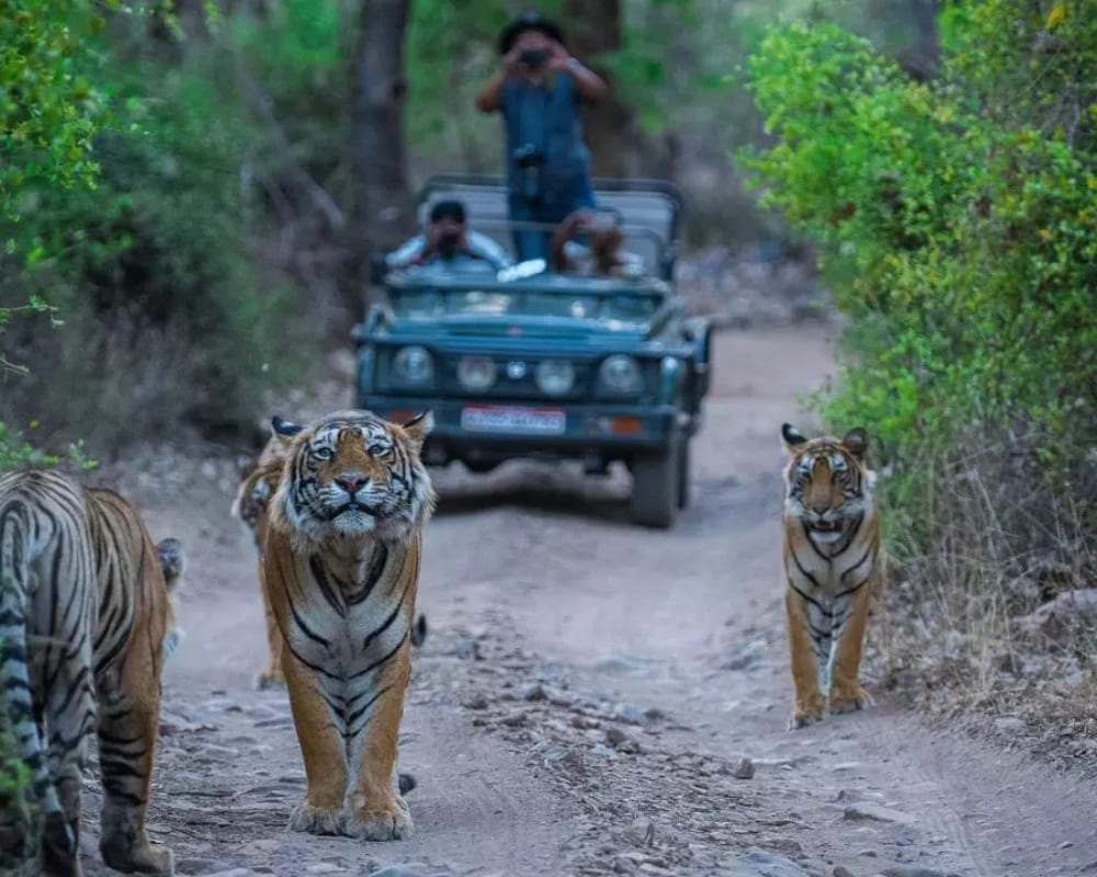 Day 6: Ranikhet to Jim Corbett Tiger National Park.